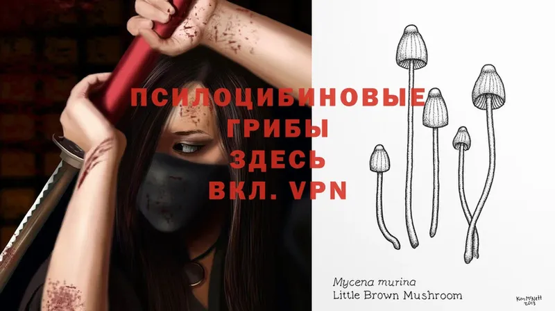 Псилоцибиновые грибы MAGIC MUSHROOMS  Баксан 