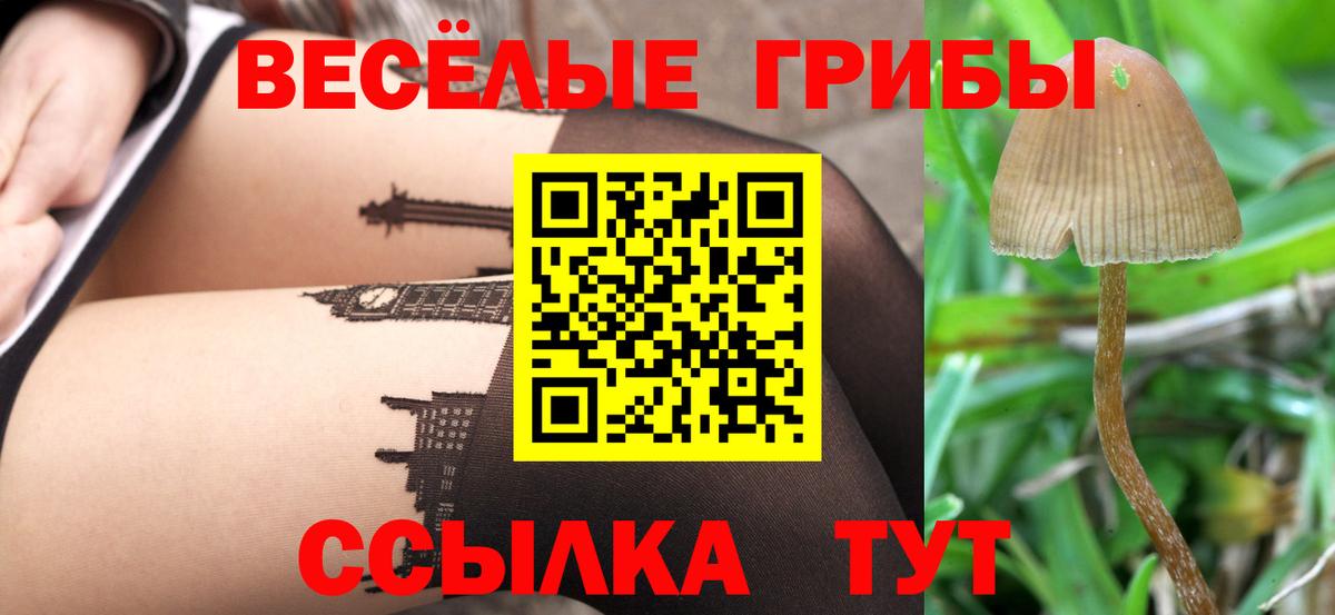 Псилоцибиновые грибы Psilocybine cubensis Баксан